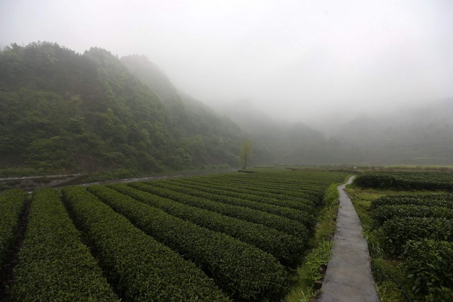 農(nóng)行重慶秀山支行通過公司、基地、農(nóng)戶支持當(dāng)?shù)剞r(nóng)民走上脫民致富